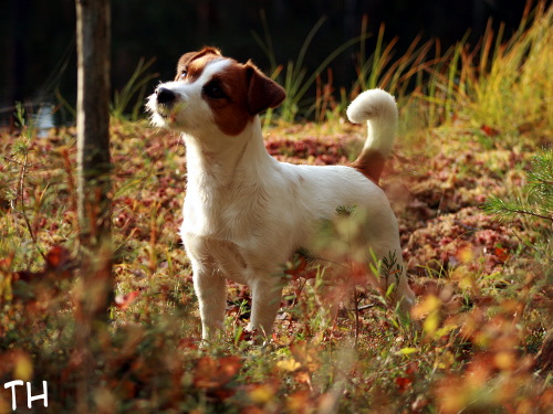 090924 inka.jpg - Syyskuun neito